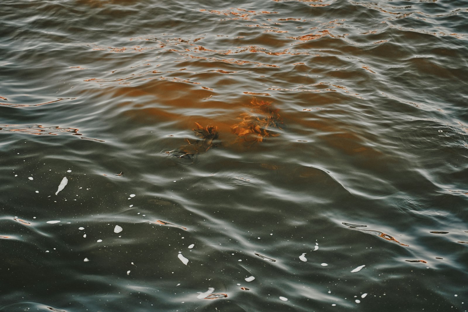 A close photograph of polluted water