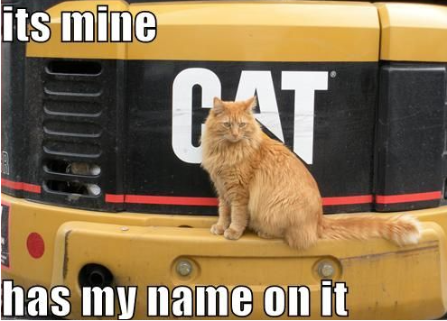 A cat sitting with confused expression, representing confusion about naming things