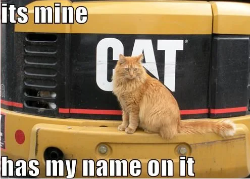 A cat sitting with confused expression, representing confusion about naming things